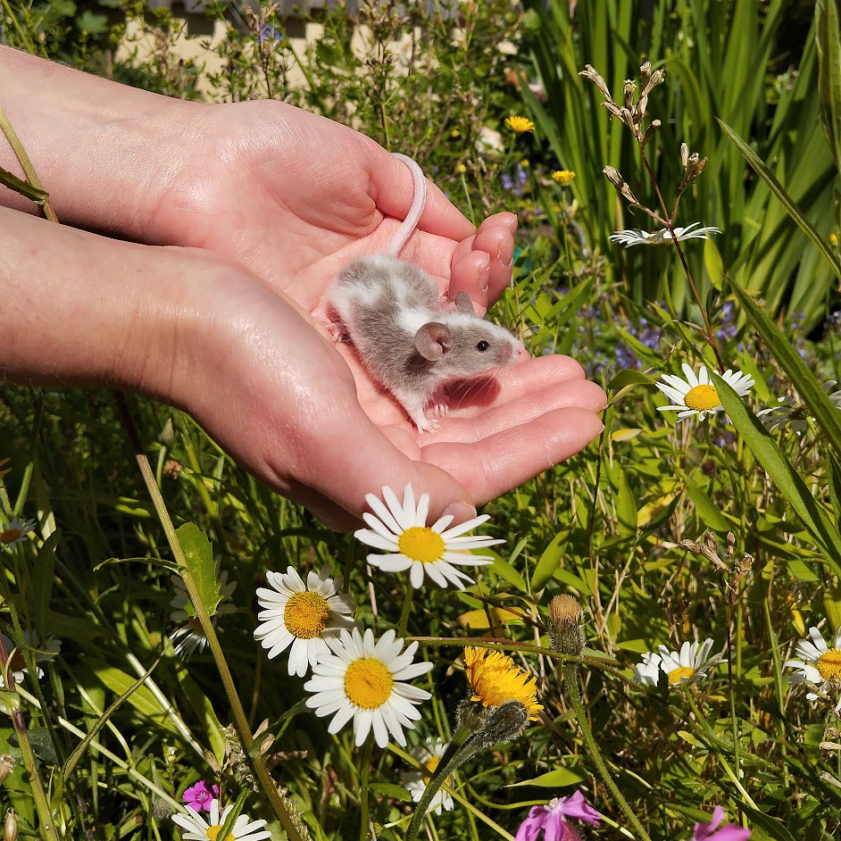 En liten mus står i någons händer, mot en bakgrund av sommarblommor